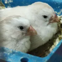 ۶ عدد فنچ  و چهار تخم همراه با دو قفس و وسایل|پرنده|کرمانشاه, |دیوار