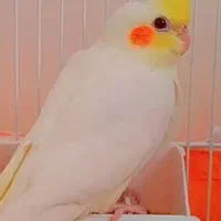 عروس هلندی نر لوتینو