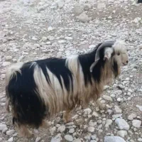 ساورین. بز . میش . گوسفند . گاو|حیوانات مزرعه|کارزان, |دیوار