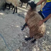 بره قوچ شال