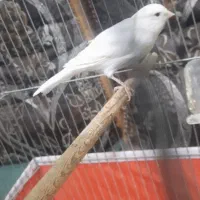 قناری ماده اماده