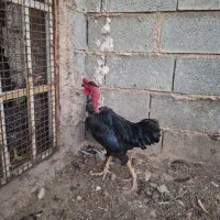 ۳عدد خروس گلین و لاری گردن گلابی|حیوانات مزرعه|شیراز, بید زرد|دیوار