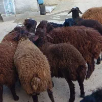 بره داشتی پای پرواری