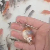 انواع ماهی گلدفیش و ماهی قرمز|ماهی|آمل, |دیوار