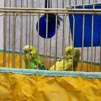 فروش دو جفت مرغ عشق|پرنده|اندیمشک, |دیوار