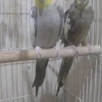 طوطی