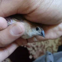 فنچ نیمه دستی مولد