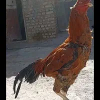 لاری