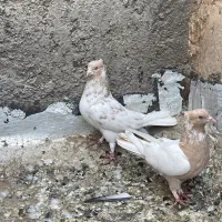 کبوتر|پرنده|اردکان, |دیوار