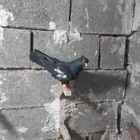 کفتر تافتی دمسفید و همه رنگ فروشن