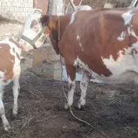 گاو آبستن گوساله دار شیری