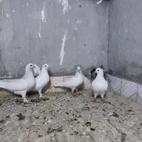 کبوتر سفید مهر