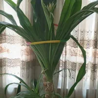 گل برگ موزی