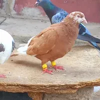 نر زرد قلدور