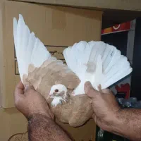 کفتر شازده زرد خال سیاه