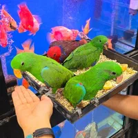 طوطی اکلکتوس اهواز