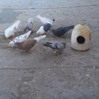 ۸عدد کفتر زرنگ هوایی نر