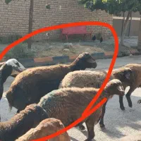 قوچ هترو همو نربز سانن