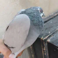 کفتر حسابی|پرنده|قم, قلعه کامکار|دیوار