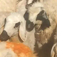 بره نر وماده فروشی|حیوانات مزرعه|رفسنجان, |دیوار