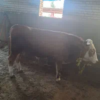 گوساله نر سیمنتال برای قصابی فقط