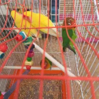 واگذاری پرنده|پرنده|قم, آزادگان|دیوار