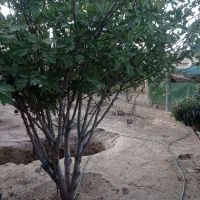 زمین|فروش زمین و ملک کلنگی|شیراز, بید زرد|دیوار