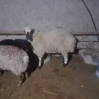 بره نر|حیوانات مزرعه|مانه, |دیوار