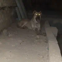 سگ ماده (پژدر)