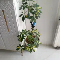باسلام دو عدد گل فروشی هست