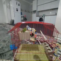 دوعددمرغعشقمعاوضهباکبوتر|پرنده|بندر دیر, |دیوار
