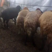 گوسفند جوان گله ای