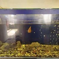 آکواریوم|ماهی|هشتگرد, شهرک المهدی|دیوار