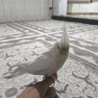 عروس هلندی آلبینو