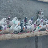 تیپ کله ای ناب