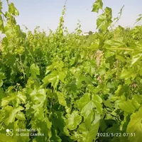 باغ انگور سرحال بارده با بنا7/200متری|فروش دفتر صنعتی، کشاورزی، تجاری|تاکستان, |دیوار