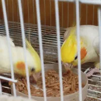 جفت عروس هلندی همراه قفس وجوجه