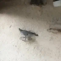 کبوتر کنگ اسپی نرو ماده و درشت