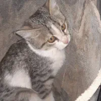 بچه گربه مریض