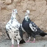 کفتر آلمانی بزک مسافتی|پرنده|مشهد, آبکوه|دیوار