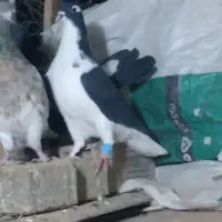 کبوتر سینه ساده کرمانی|پرنده|مشهد, کوی المهدی|دیوار