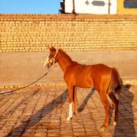 کره نریون شجره دار