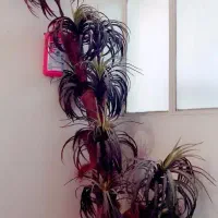 خوابگاه-پانسیون-دخترانه-ارزان-ولیعصر-پذیرش-مهمان