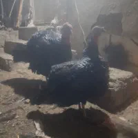 بوقلمون نروماده