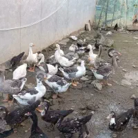 غاز|حیوانات مزرعه|کومله, |دیوار