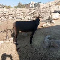 الاغ ماده|حیوانات مزرعه|ویسیان, |دیوار