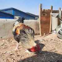 فروش خروس محلی و گلین|حیوانات مزرعه|شاهین‌شهر, مورچه خورت|دیوار