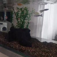 کالر زیبا و گوپی