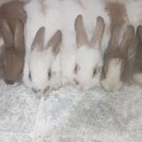 خرگوش|موش و خرگوش|فسا, |دیوار