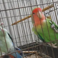 یک جفت کوتوله با قفس و لوازم